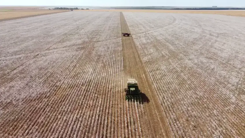 Lavoura de algodão na Fazenda São Francisco, Campo Verde, Mato Grosso